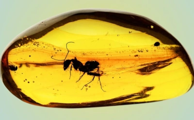 Муравей-невидимка с Карибских островов: ученые нашли в янтаре древнего мастера маскировки