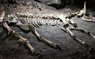 75 тысяч лет в каменном архиве: в вечной мерзлоте сохранились кости древних зверей