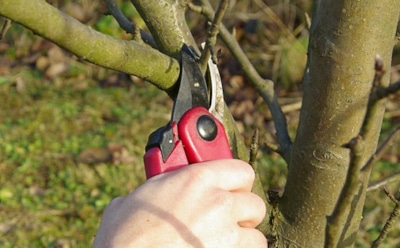 Осенняя забота о саде: рассказываем, как правильно обрезать яблоню в сентябре, чтобы дерево дало богатый урожай весной