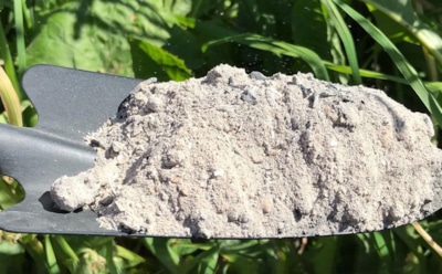 Когда зола во вред: эти растения теряют вкус и урожайность от натурального удобрения