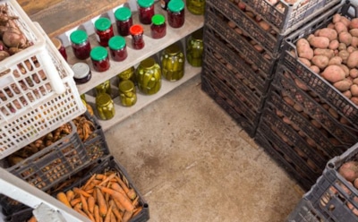 Соседи удивляются, почему у меня овощи целы: этот проверенный метод превратит ваш погреб в неприступную крепость для вредителей