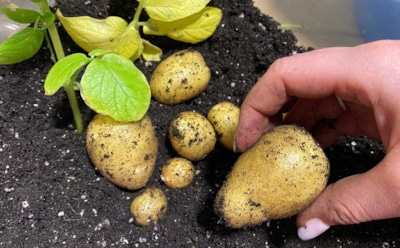 Картошка на подоконнике: ученые предложили метод, который обеспечит урожаем даже городских жителей