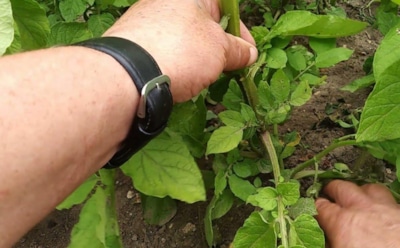 Прием Шредера спустя век: разбираемся, стоит ли ломать ботву картофеля ради крупных клубней