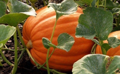 Если тыква не спешит радовать дачника — эти простые приемы ускорят созревание и сохранят сладкий вкус