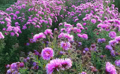 Пока соседи убирают ботву: посадите в сентябре эти цветы — весной будете наслаждаться первыми бутонами