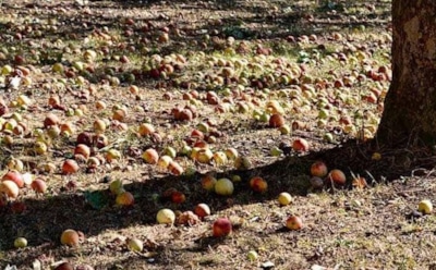 Падалица — это вам не мусор: превратите опавшие яблоки в удобрение, которое подарит вам щедрый урожай