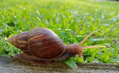 Дачный секрет с приятным ароматом: доступное средство надежно защищает урожай от слизней и улиток