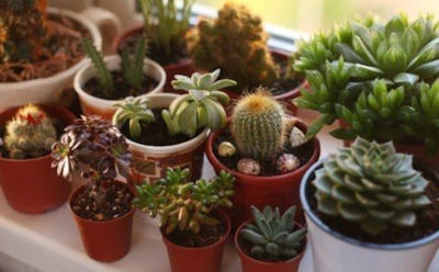 Когда кактус молчит годами: этот простой секрет гарантированно пробуждает цветы — проверено садоводами