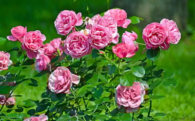 Соседка удивляется моей клумбе: из одного куста роз я вырастил целую коллекцию цветов — этот способ размножения работает безотказно