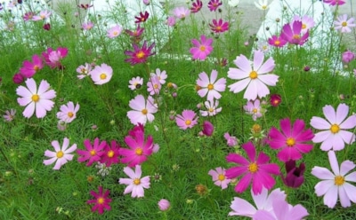 Август дарит вторую весну: эти цветы точно успеют зацвести к этой осени — яркие идеи для дачного палисадника