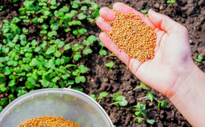 Урожай собрали — не оставляйте землю пустой: за эти посадки грядка скажет вам спасибо в следующем сезоне