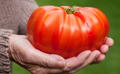 Секрет сочных томатов раскрыт: в конце сезона нужно всего одно действие — и урожай будет как из сказки