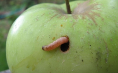 Скрытая угроза яблоням: где зимует плодожорка и как убрать вредителя — простые шаги для сохранения урожая