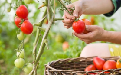 Пока другие отдыхают, вы готовитесь: августовские хитрости, которые обеспечат богатый урожай в следующем сезоне