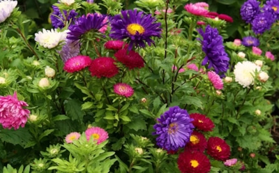 Сказочный сад своими руками: названы растения, что цветут с апреля и до заморозков