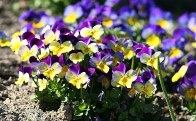 Соседи грешат на нехватку света, а я узнал правду: фиалки поднимают листья, когда их жжет солнце — рассказываю, как выкручивался