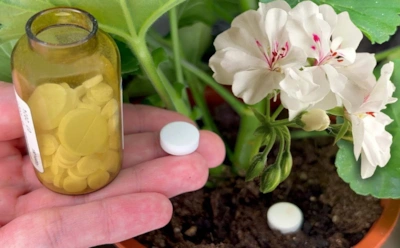 Неожиданный помощник для цветов: этот аптечный гость оживит растения и подарит им вторую жизнь
