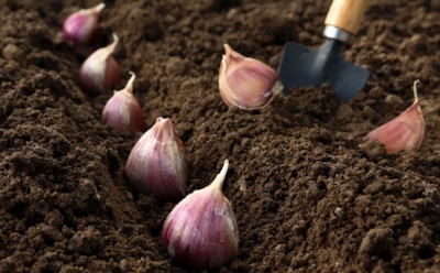 Чеснок любит заботу: когда и как сажать, чтобы собрать ведро крупных головок