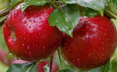 Соседи в шоке от моего сада: яблоки висят до сбора и не падают на землю — раскрываю свой секрет