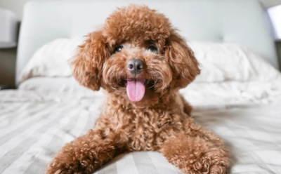 Теперь вас дома всегда ждут: дружелюбные породы собак, которые подарят вам море тепла