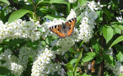 Сказочная красота и скрытая угроза: стоит ли сажать черемуху на даче — аргументы за и против