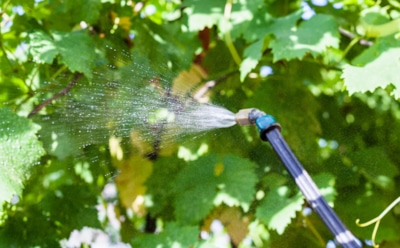 Забудьте про химию: это простое средство с кухни творит чудеса с растениями и защищает их от грибков и насекомых