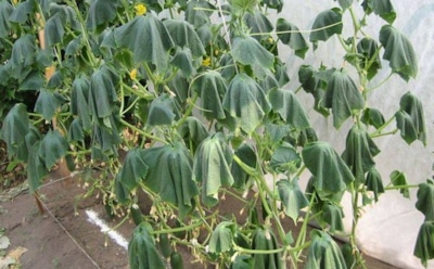 Паника в огороде: почему огурцы внезапно вянут — как их спасти до потери урожая