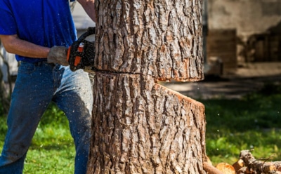 Это должен знать каждый дачник: как безопасно спилить дерево и не разрушить гараж соседа