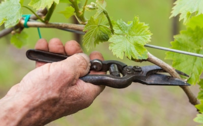 Сентябрь — время заботы о лозе: это нужно сделать сейчас, чтобы виноград дал щедрый урожай в новом сезоне