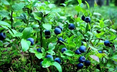 Невидимая угроза в каждой горсти: россиянам рассказали, чем могут быть опасны ягоды с дачи и из леса