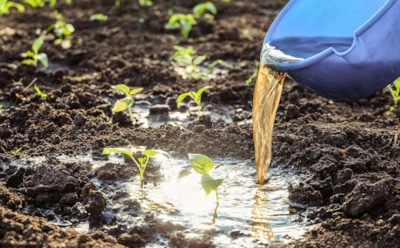 Даже чай может погубить растения: названы жидкости, которые несут скрытую угрозу вашему саду