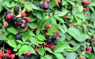 Готовлю ежевику к зиме правильно — весной кусты благодарят ведрами сладких ягод: вот в чем секрет