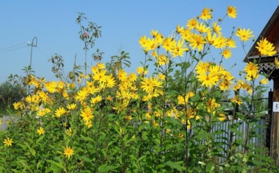 Топинамбур — друг или захватчик: как вырастить полезную земляную грушу и держать под контролем