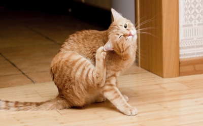 Аллергия на хозяина: почему собаки и кошки начинают чесаться после ласки