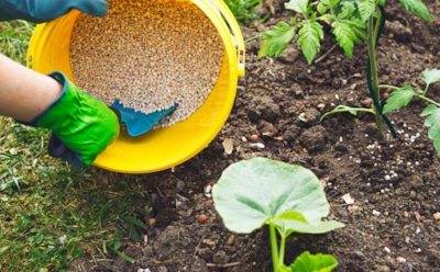 Удобрения могут испортить урожай: названы самые частые ошибки садоводов, о которых все молчат