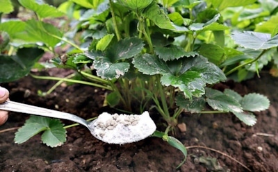 Все про нее забыли, а я еще колдую над клубникой: только правильная подготовка в конце сезона подарит щедрый урожай в следующем году