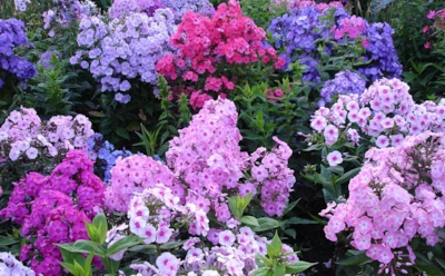 Конец лета — это только начало цветочного шоу: эти многолетники расцветут заново, если их правильно «попросить»