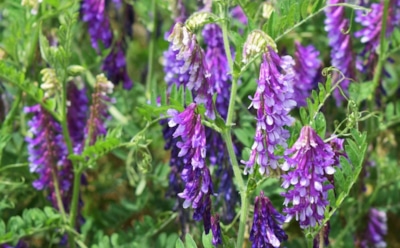 Посеял — и сплю спокойно: благодаря этой травке весной грядки плодородные, рыхлые и вновь готовы к посадкам