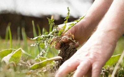 Соседи удивляются — я не выбрасываю сорняки: зато мои урожаи год от года все щедрее — достаточно знать, как обратить вред в пользу