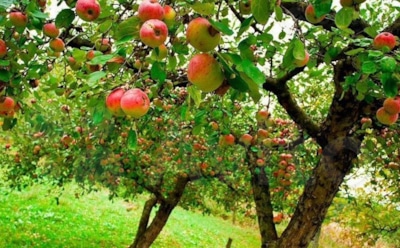 Яблоня теряет силы: виноваты не только вредители, но и растения по соседству — и вот какие