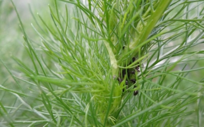 Укроп снова пушистый и чистый — а тле не дали ни шанса: проверенные методы борьбы с вредителем без ядов