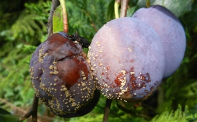 Плодовая гниль наступает: проверенные приемы для защиты сливовых деревьев