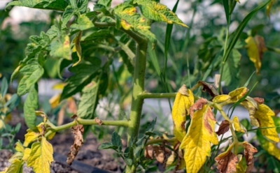 Помидоры сигналят бедой: как понять, что урожаю грозит дефицит минералов — пути спасения