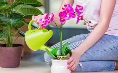 Орхидеи капризничают не зря: раскрываем ошибки полива, из-за которых они перестают цвести
