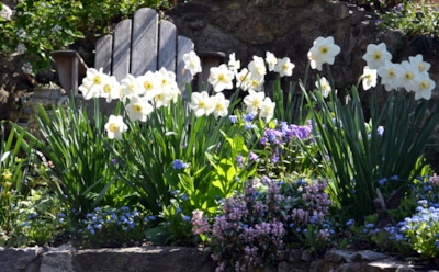 Посадите нарциссы осенью — и весной сад встретит вас золотым ковром цветов: рассказываем, как все сделать правильно