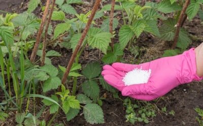 Чтобы не остаться без ягод, осенью даю малине подкормку по всем правилам — она отблагодарит щедрым урожаем в новом сезоне