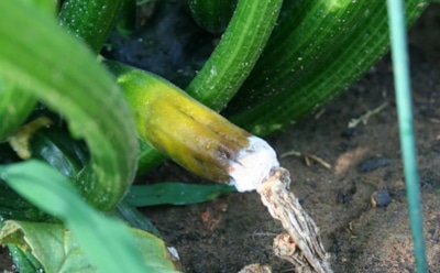 Кабачки гниют — это еще не конец: разбираем основные ошибки дачников и ищем способы спасения урожая