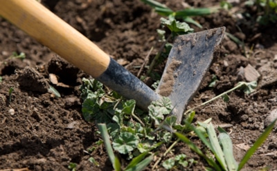 Забыл про тяпку — а ни одного сорняка на огороде: это средство сжигает их быстрее любой прополки