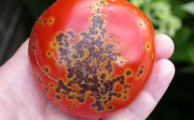 Черные пятна на помидорах: узнайте, почему урожай скисает прямо на грядке — и что спасет ваши кусты