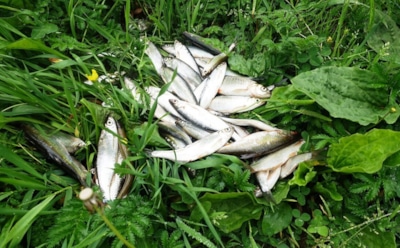 Дед научил — теперь урожай вывожу грузовиками: это средство с кухни превратит ваш участок в настоящий плодовый конвейер